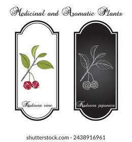 Kadsura vine (kadsura japonica), edible and medicinal plant. Hand drawn botanical vector illustration