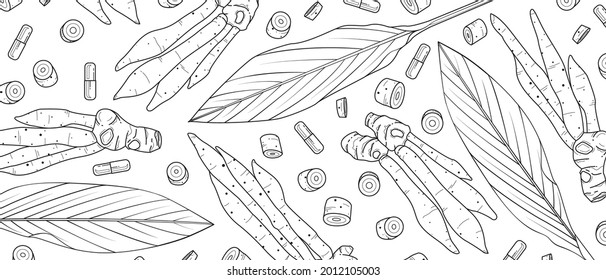 Kaempferia sketch drawn on a white background. hand drawn green leaf and powder capsules. vector illustration.