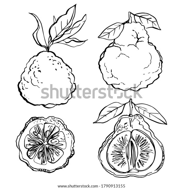Kaffir lime black line drawn on a white\
background. Vector drawing of fruits.\

