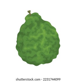Frutos de lima de Kaffir, bergamota verde accidentada, sazonado para la cocina asiática. Icono de receta.