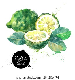 Kaffir lime. Hand drawn watercolor painting on white background. Vector illustration