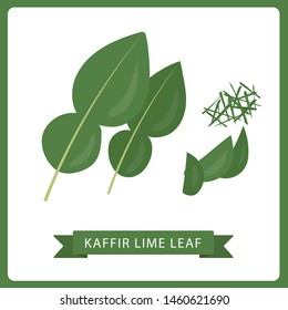 Kaffir lime leaf fresh green vector illustration. White bacjground.