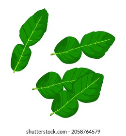 Kaffir Lime Leaf Isolated On White Background, Vector Illustration.