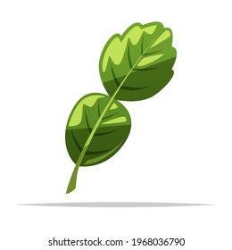 Kaffir Lime Leaf Vector Isolated Illustration