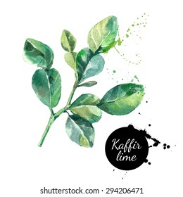 Kaffir lime leaves. Hand drawn watercolor painting on white background. Vector illustration