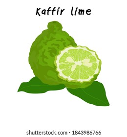 kaffir lime with name, kaffir lime slice, cut fruit and leaf isolated on white background, Vector illustration
