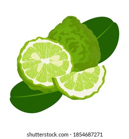 kaffir lime with name, kaffir lime slice, cut fruit and leaf isolated on white background, Vector illustration