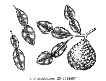 Kaffir Kalk Skizzen Set. Gewürzzeichnung der Küche. Zitrusfruchtzweig mit handgezeichneten Blättern, Vektorgrafik. KEINE AI generiert