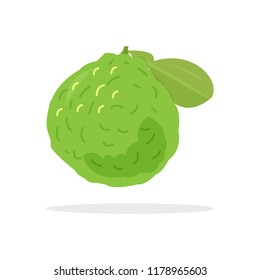 kaffir lime vector illustration