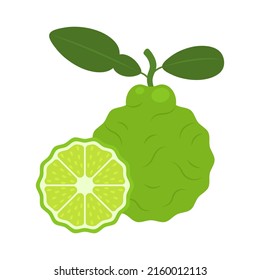 Kaffir lime whole fruit and slice isolated on white background. Citrus hystrix, bergamot or makrut lime native to tropical Southeast Asia and southern China. Vector illustration in flat style.