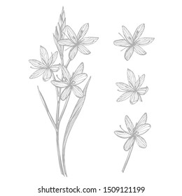 Kafir Lilies flowers. Collection of hand drawn flowers and plants. Botany. Set. Vintage flowers. Black and white illustration in the style of engravings.