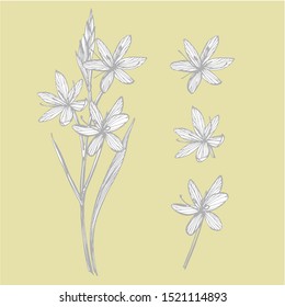 Kafir Lilies flowers. Collection of hand drawn flowers and plants. Botany. Set. Vintage flowers. Black and white illustration in the style of engravings.