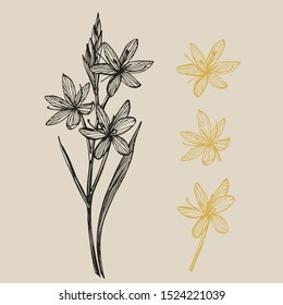 Kafir Lilies flowers. Collection of hand drawn flowers and plants. Botany. Set. Vintage flowers. Black and white illustration in the style of engravings.