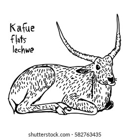 Kafue flats lechwe - vector illustration sketch hand drawn with black lines, isolated on white background