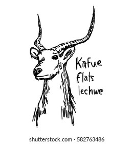 Kafue flats lechwe - vector illustration sketch hand drawn with black lines, isolated on white background
