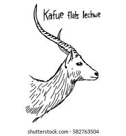Kafue flats lechwe - vector illustration sketch hand drawn with black lines, isolated on white background