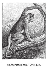 Kahau or proboscis monkey (Nasalis larvatus) or long-nosed monkey or bekantan,  vintage engraved illustration. Dictionary of words and things - Larive and Fleury - 1895.