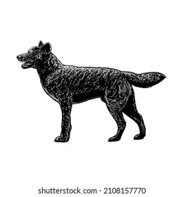 kai ken dog breed hand drawing vector illustration isolated on white background