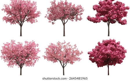 Kaido Crab Apple Malus micromalus flowering trees cutout, vector illustration, fruit blossom, seasonal orchard plants, garden landscaping, botanical tree, fresh greenery.