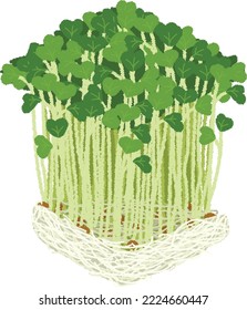 Kaiware daikon is a sprout food material in which hypocotyls and cotyledons immediately after germination of radish are edible.