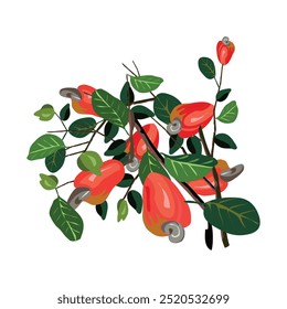 kaju tree translated as Cashew tree
