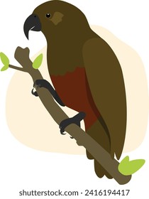 Kaka Native Bird New Zealand Illustration