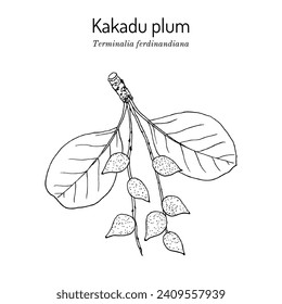 Kakadu plum (Terminalia ferdinandiana), essbare und medizinische Pflanze. handgezeichnete botanische Vektorgrafik