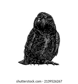 kakapo bird illustration isolated on white background