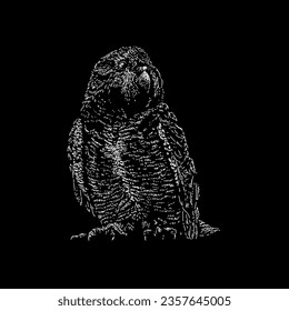 kakapo hand drawing vector isolated on black background.