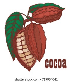 kako beans hand drawing , vector illustration on white background , isolated ,color