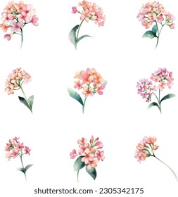 Kalanchoe blossfeldiana. Colores acuáticos de flores. Ilustración pintada a mano aislada en fondo blanco