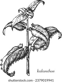 kalanchoe, kalanchoe daigremontiana, monocromo de kalanchoe, dibujo en blanco y negro, dibujo de kalanchoa en blanco y negro