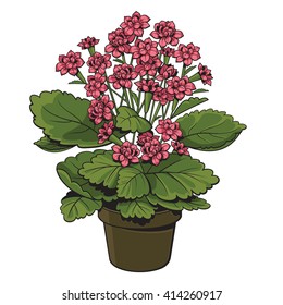 Kalanchoe flower vector