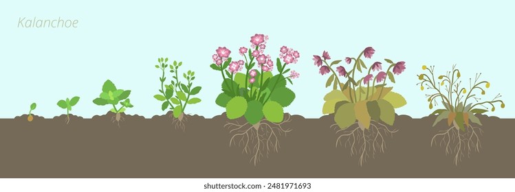 Ilustración vectorial de las Etapas de Crecimiento Kalanchoe. En el suelo con raíces. Cuidando las plantas de la casa. Ciclo de vida floral.