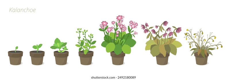 Kalanchoe Ilustración vectorial en una olla. Cuidando las plantas de la casa. Ciclo de vida floral.