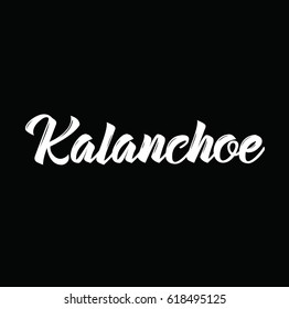kalanchoe, text design. Vector calligraphy. Typography poster. Usable as background.