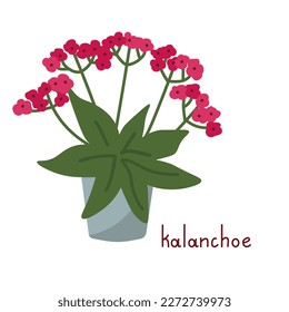 Ilustración vectorial de Kalanchoe con flores rosas