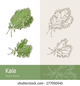 Kale Cabbage Botanical Hand Drawing, Healthy Eating Concept