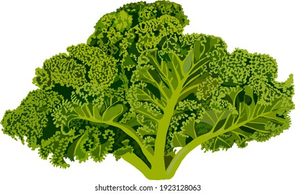 Kale. Cabbage. Fresh organic and healthy, diet and vegetarian food. Vector illustration