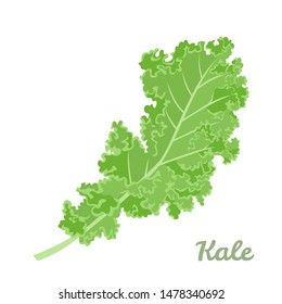 Kale cabbage isolated on white background. Vegetable superfood vector illustration in cartoon simple flat style.