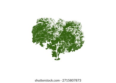 kale cabbage isolated on white, cabbage vector