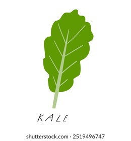 Kale. Flat design. Green color. Hand drawn illustration on white background.