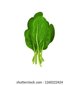 Kale fresh salad leaves, healthy organic vegetarian food, vector Illustration on a white background