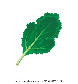Kale green leaf. Vector illustration cartoon icon isolated on white background.