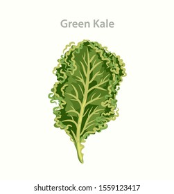 Kale - Green Salad, Leaf Cabbage. Vegetable organic food. Trendy product for healthy nutrition.