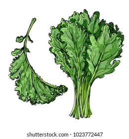 Kale. The greens drawn by a line on a white background. A sketch of food. Vector drawing of spices