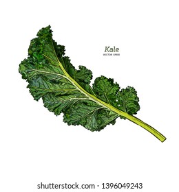 Kale, vector de esbozo de mano. Verduras.