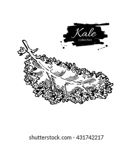 Kale Hand Drawn Vector Illustration. Vegetable Engraved Style Illustration. Isolated Kale. Detailed Vegetarian Food Drawing. Farm Market Product. 