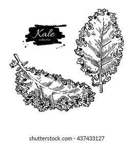 Kale hand drawn vector set. Vegetable engraved style illustration. Isolated Kale. Detailed vegetarian food drawing. Farm market product. 