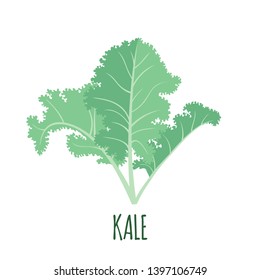 Kale icon in flat style isolated on white background. Superfood kale medical vegetable. Vector illustration.